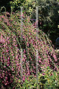 Picture of Lespedeza thunbergii 'Gilbraltar'