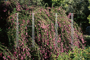 Picture of Lespedeza thunbergii 'Gilbraltar'