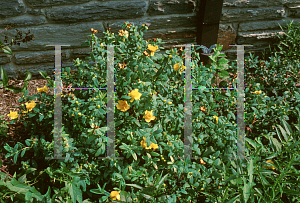 Picture of Hypericum frondosum 'Sunburst'