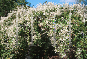 Picture of Polygonum aubertii 