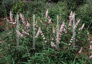 Picture of Vitex agnus-castus 'Blushing Spires'