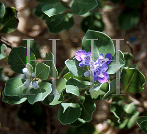 Picture of Vitex rotundifolia 'Wild Korea'