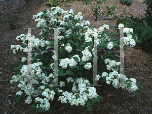 Picture of Viburnum plicatum 'Sawtooth'