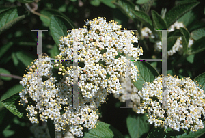 Picture of Viburnum lantana 'Mohican'