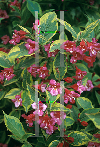 Picture of Weigela florida 'Brigela (French Lace)'