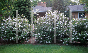 Picture of Viburnum carlesii 