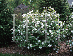 Picture of Viburnum carlesii 