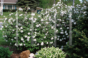 Picture of Viburnum carlesii 