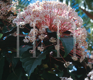 Picture of Clerodendrum quadriloculare 