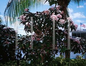 Picture of Clerodendrum quadriloculare 