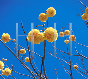 Picture of Cochlospermum vitifolium 
