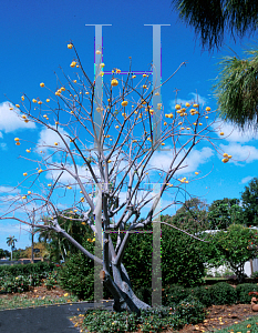 Picture of Cochlospermum vitifolium 