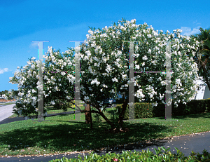 Picture of Nerium oleander 'Sister Agnes'