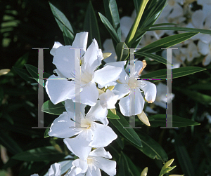 Picture of Nerium oleander 'Sister Agnes'