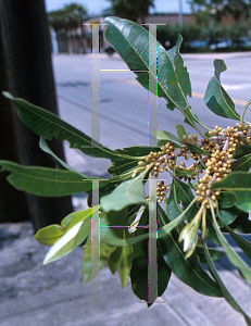 Picture of Dipholis salicifolia 