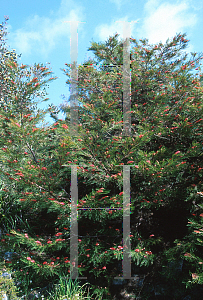 Picture of Grevillea x 'Red Hooks'