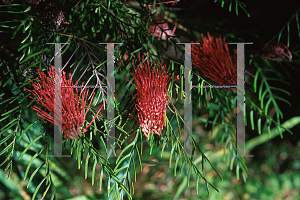 Picture of Grevillea x 'Red Hooks'