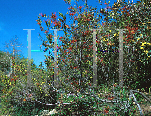 Picture of Grevillea speciosa 