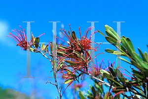 Picture of Grevillea speciosa 