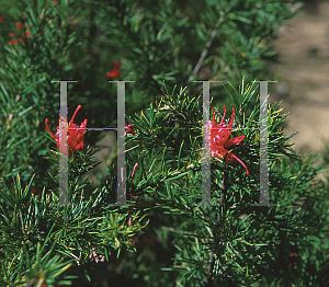 Picture of Grevillea x 'Canberra Gem'