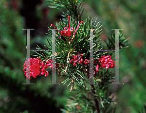 Picture of Grevillea x 'Pink Pearl'