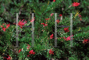 Picture of Grevillea x 'Pink Pearl'