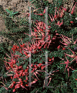 Picture of Grevillea lanigera 'Coastal Gem'