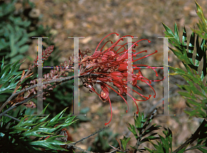 Picture of Grevillea x 'Robyn Gordon'