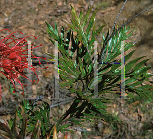 Picture of Grevillea x 'Robyn Gordon'