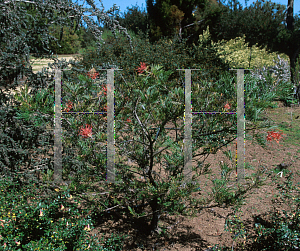 Picture of Grevillea x 'Mason's Hybrid'