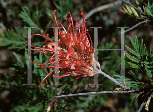 Picture of Grevillea x 'Mason's Hybrid'