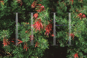 Picture of Grevillea thelemanniana 