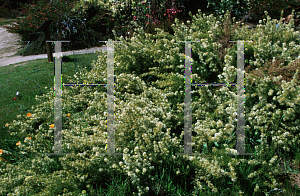 Picture of Grevillea paniculata 