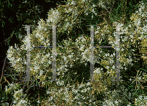 Picture of Grevillea paniculata 