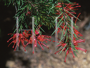 Picture of Grevillea x 'Aromas'