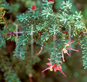 Picture of Grevillea lanigera 