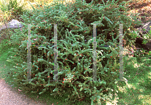 Picture of Grevillea lanigera 