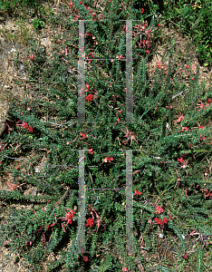 Picture of Grevillea lanigera 'Coastal Gem'