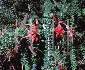 Picture of Grevillea lanigera 'Coastal Gem'