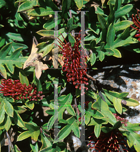 Picture of Grevillea x gaudichaudii 