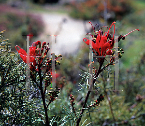 Picture of Grevillea wilsonii 