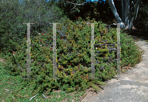 Picture of Grevillea wilsonii 