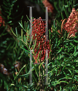 Picture of Grevillea caleyi  x hookerana 