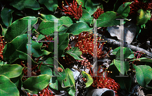 Picture of Grevillea laurifolia 