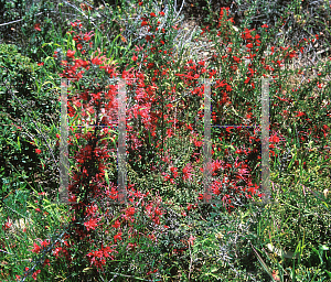 Picture of Grevillea lavandulacea 