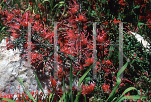 Picture of Grevillea lavandulacea 'Tanunda'