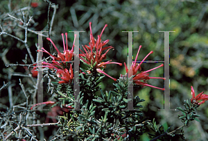 Picture of Grevillea lavandulacea 'Tanunda'