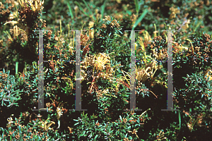 Picture of Grevillea juniperiana 