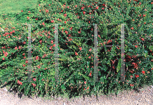 Picture of Grevillea juniperiana 