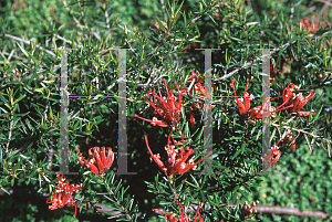 Picture of Grevillea juniperiana 